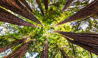 forest